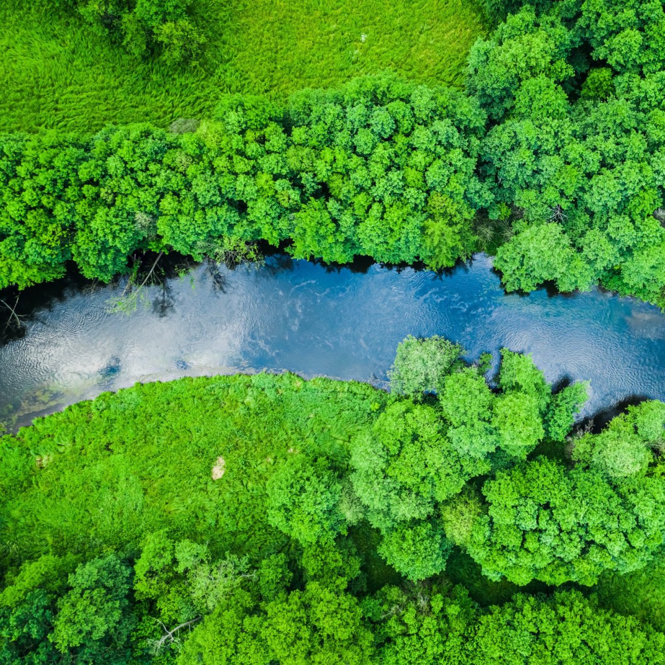 Green forest and river in Tuchola natural park, from above